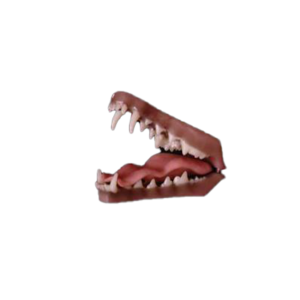 Fuchsgebiss