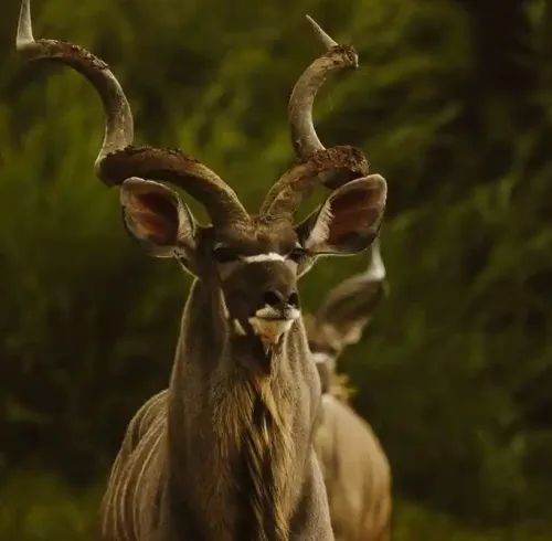 kudus-2023-11-27-05-33-08-utc kopiëren